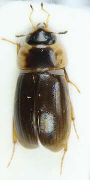 Image of Enochrus (Lumetus) quadripunctatus (Herbst 1797)