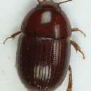 Image of Leiodes obesa (Schmidt & W. L. E. 1841)