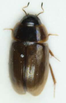 Sivun Enochrus (Methydrus) affinis (Thunberg 1794) kuva