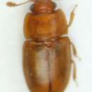 Image of Epuraea pallescens