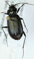 Image of Nebria