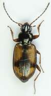 صورة Bembidion (Peryphus) femoratum Sturm 1825