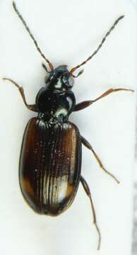 Image of Ground beetle