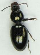 Image of Dyschirius (Dyschiriodes) nigricornis Motschulsky 1844