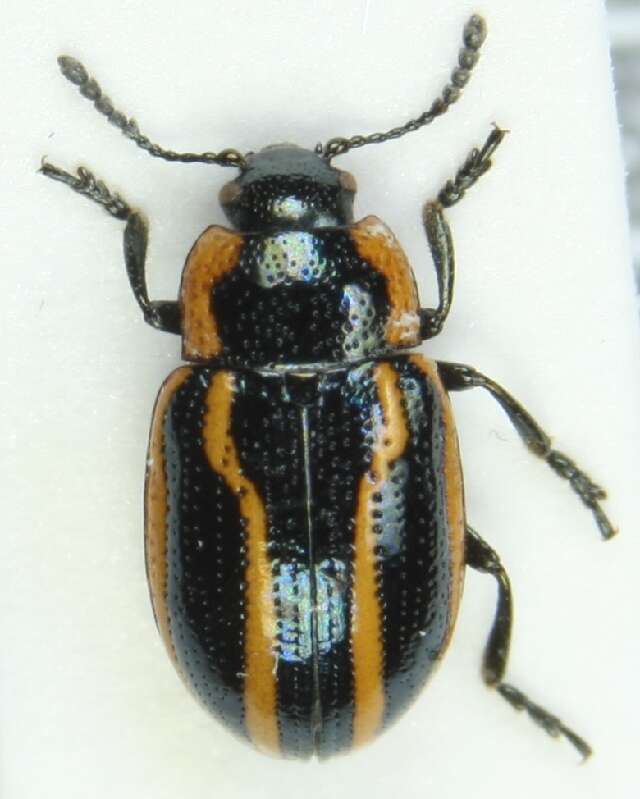 Image of Prasocuris hannoveriana