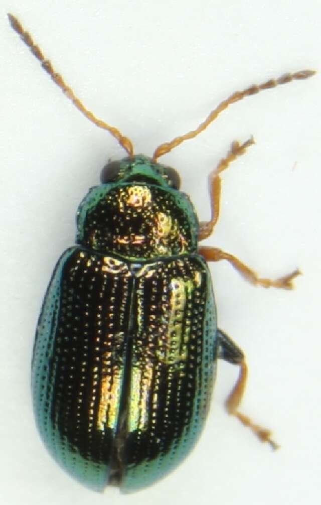 <i>Crepidodera fulvicornis</i> resmi