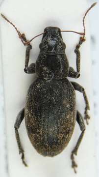 Image of Weevil