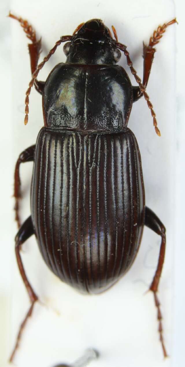 Слика од Amara (Curtonotus) hyperborea Dejean 1831