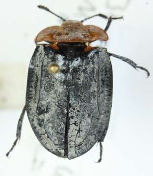 Image of Red-breasted Carrion Beetle