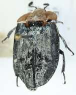 صورة Oiceoptoma thoracicum (Linnaeus 1758)