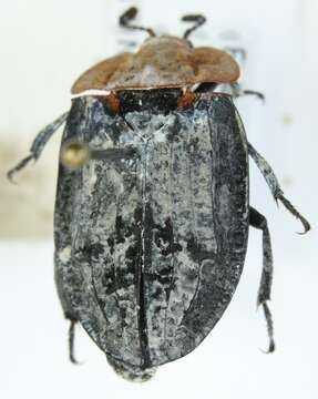 Image of Red-breasted Carrion Beetle