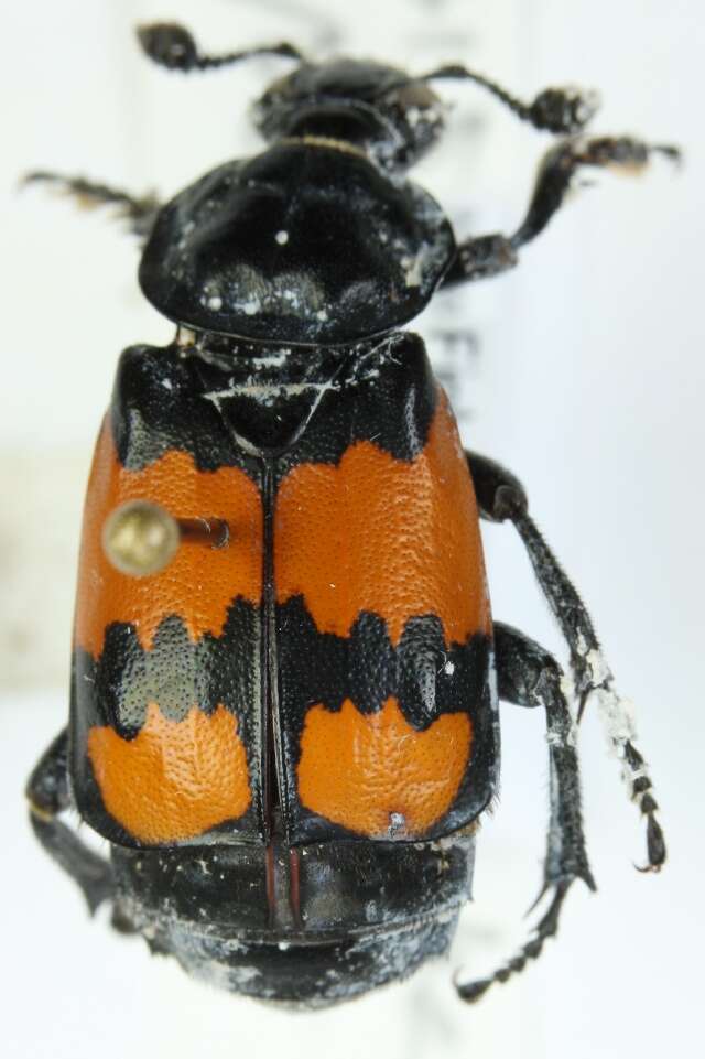 Image of Boreal Carrion Beetle