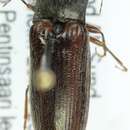 Imagem de <i>Athous haemorrhoidalis</i>