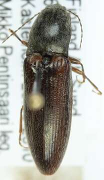 Imagem de <i>Athous haemorrhoidalis</i>