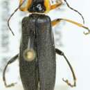 Imagem de <i>Cantharis nigricans</i>