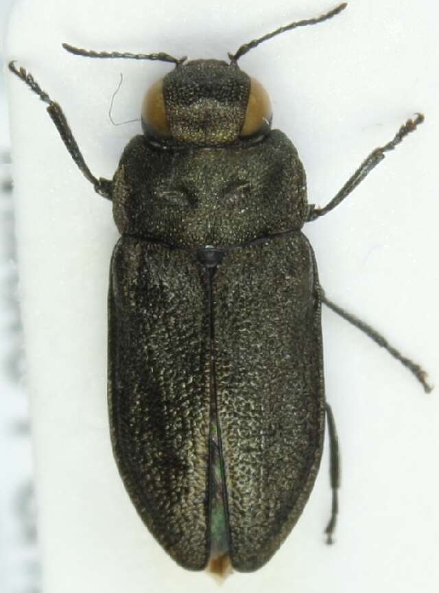 Imagem de Anthaxia quadripunctata (Linnaeus 1758)