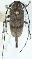 Image of Timberman beetle