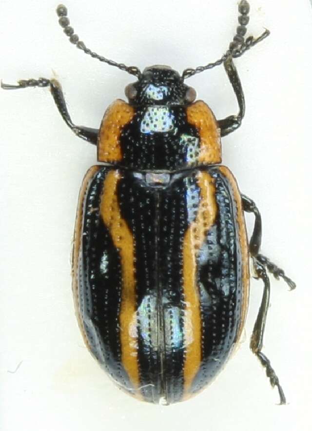 Image of Prasocuris hannoveriana