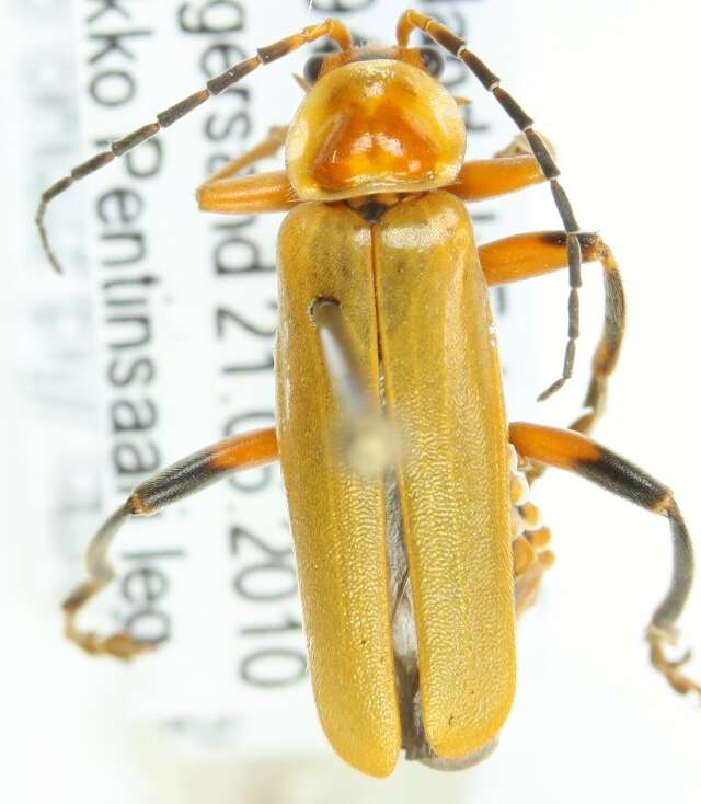 Imagem de <i>Cantharis livida</i>