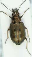 Image of Bembidion (Bracteon) velox (Linnaeus 1760)