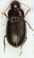 Image of Carabidae