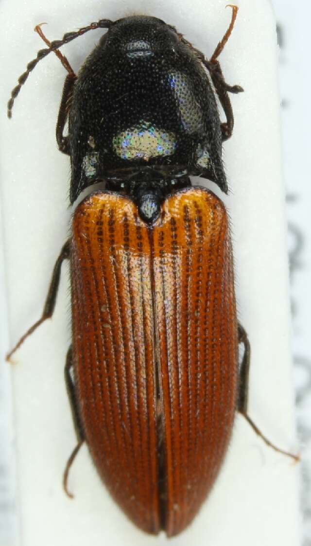 Image of <i>Ampedus pomorum</i>