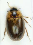 Image of Enochrus (Lumetus) quadripunctatus (Herbst 1797)