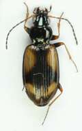 Image of Bembidion (Peryphus) femoratum Sturm 1825