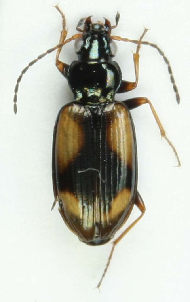 صورة Bembidion (Peryphus) femoratum Sturm 1825