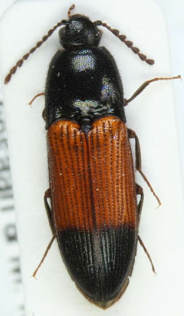 صورة <i>Ampedus balteatus</i>