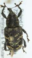 Image of large pine weevil