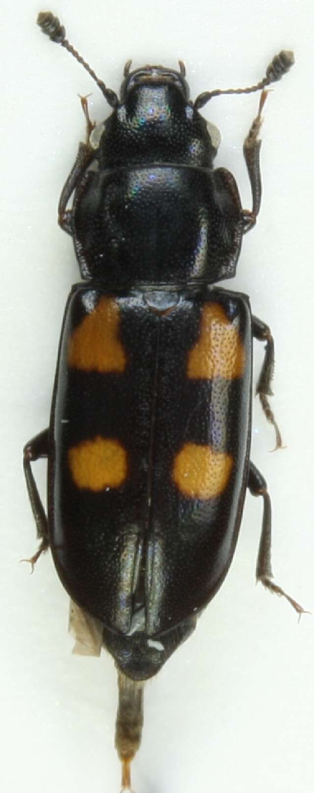 Image of European Bark Beetle Predator