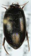 Image of Ilybius chalconatus (Panzer 1796)