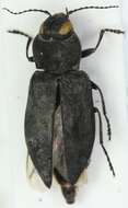 Image of Black Fire Beetle