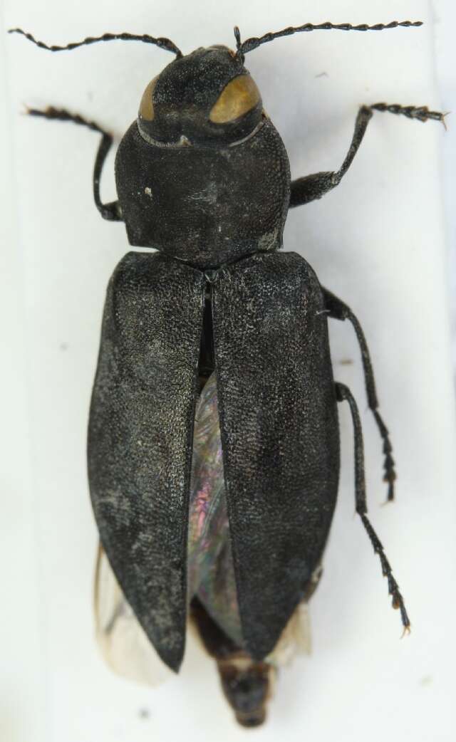 Image of Black Fire Beetle