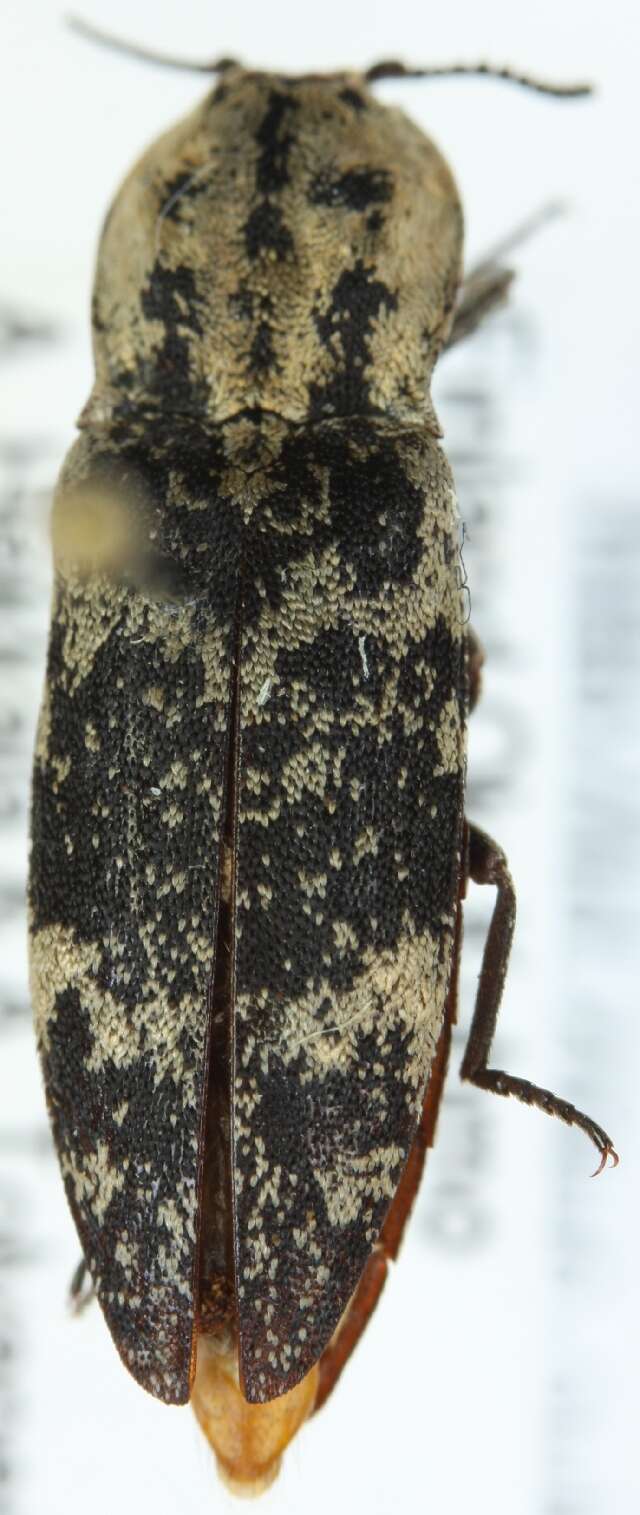 Image of Danosoma fasciata