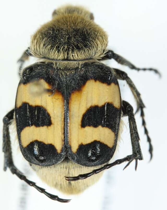 Image of Bee beetle