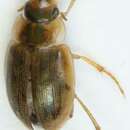 Laccobius (Compsolaccobius) decorus (Gyllenhal 1827)的圖片