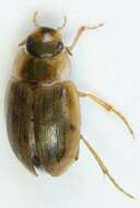 Laccobius (Compsolaccobius) decorus (Gyllenhal 1827)的圖片