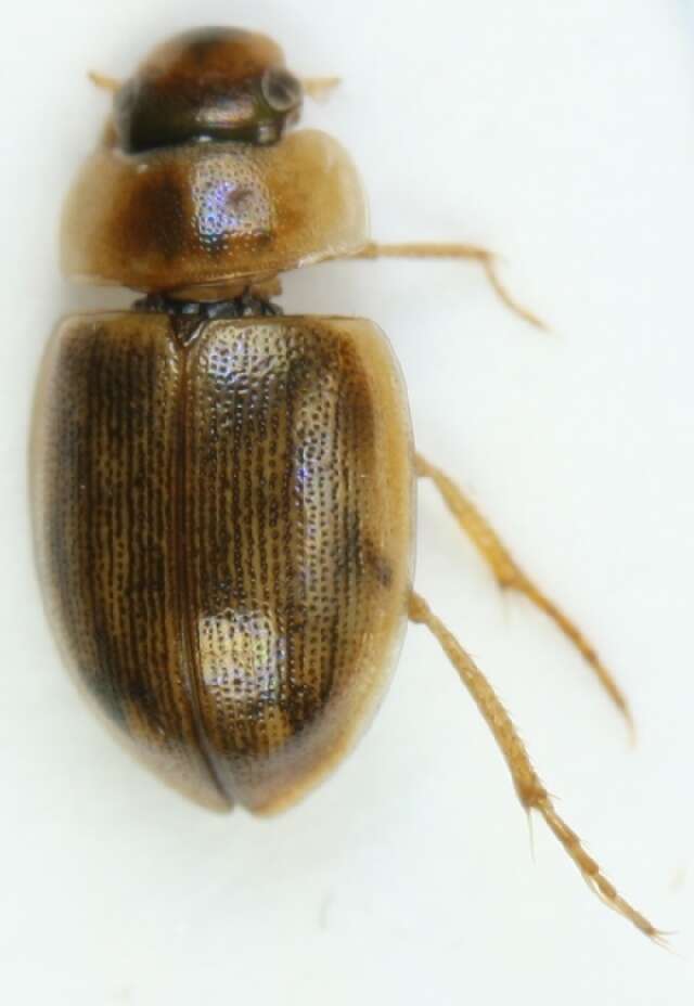 Laccobius (Compsolaccobius) decorus (Gyllenhal 1827)的圖片