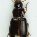 Plancia ëd Bradycellus (Bradycellus) ruficollis (Stephens 1828)