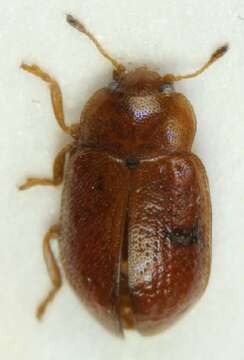 Image of Red Marsh Ladybird