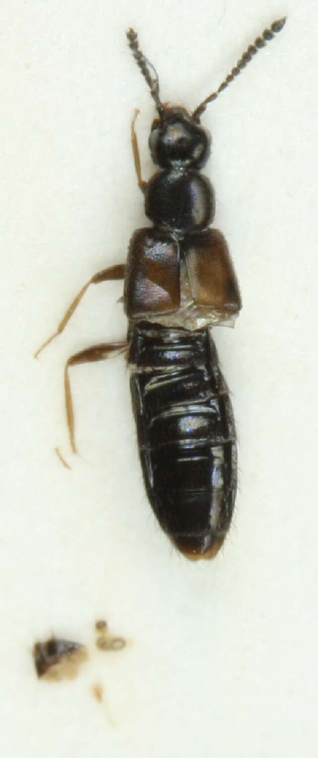 Image of Atheta (Atheta) procera (Kraatz 1856)