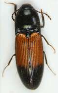 صورة <i>Ampedus balteatus</i>