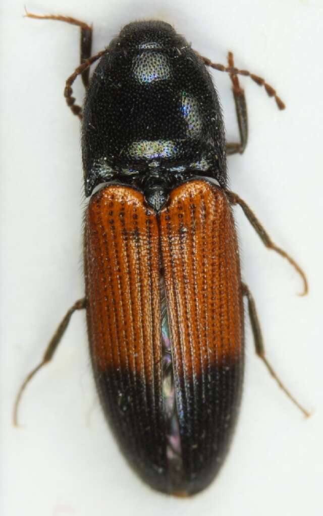 Image of <i>Ampedus balteatus</i>