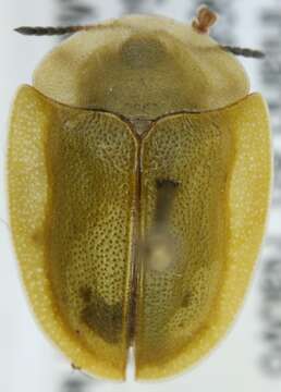 Image of Cassida (Odontionycha) viridis Linnaeus 1758