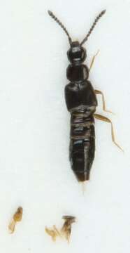 Image of <i>Philhygra palustris</i>