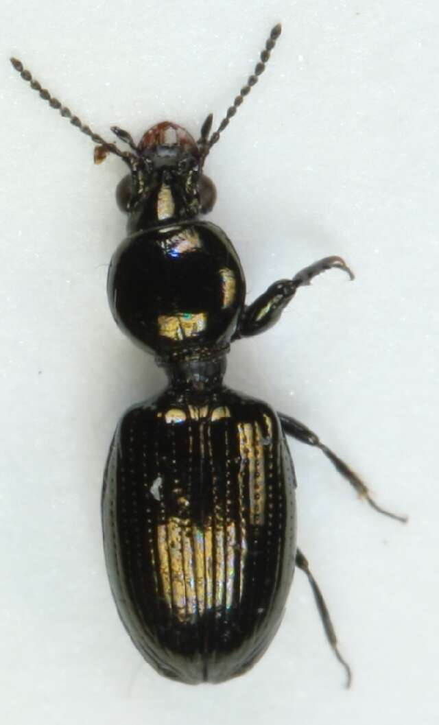 Dyschirius (Dyschiriodes) tristis Stephens 1827 resmi