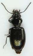 Plancia ëd Bembidion (Emphanes) minimum (Fabricius 1792)