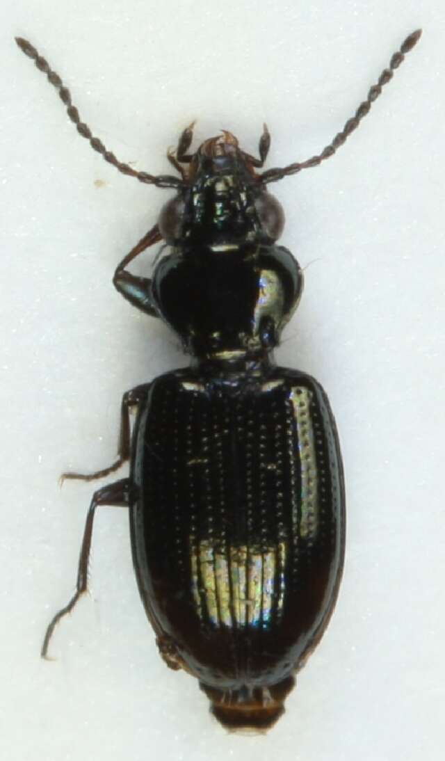 Bembidion (Emphanes) minimum (Fabricius 1792)的圖片